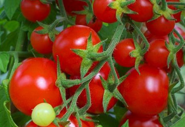 Cara Budidaya Tomat Hidroponik di Pot atau Polybag