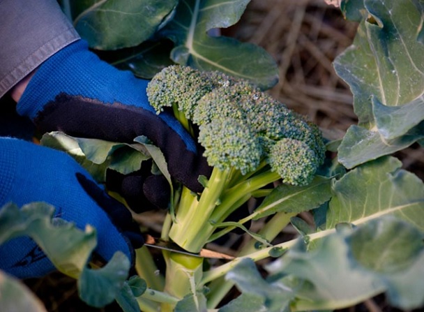 Cara Menanam Brokoli Secara Hidroponik di Pot & Polybag