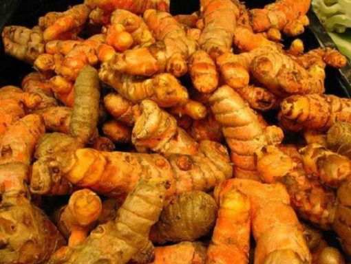 Cara Menanam Kunyit Di Dalam Pot