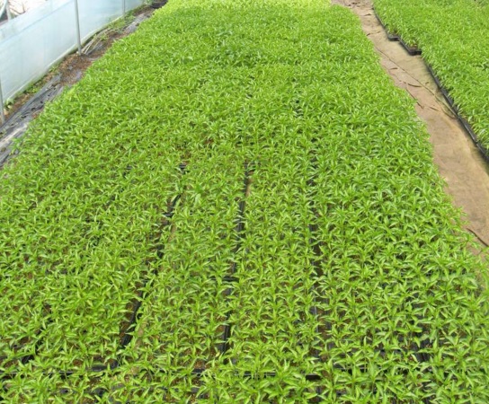 Cara Menanam Cabe Yang Baik dan Benar