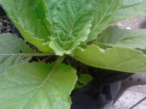 Cara Menanam Sawi Putih Dalam Pot Atau Polybag