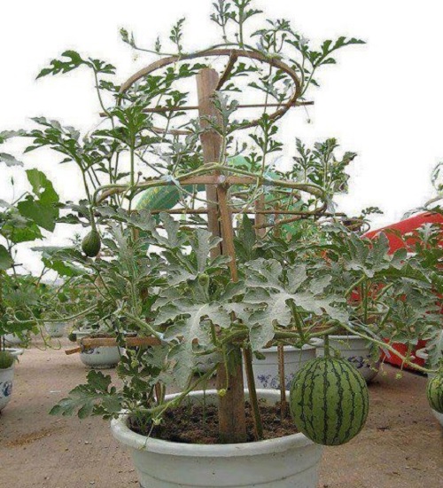 Berita terbaru adalahTanaman Melon Dalam Pot TOPIK RAKYAT