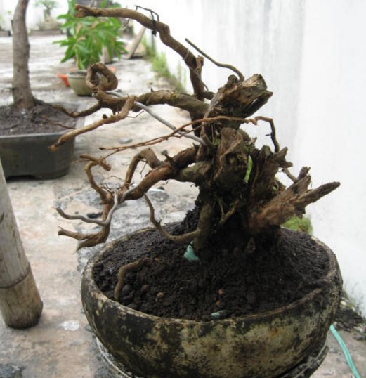 Cara Menanam Bonsai Serut - Bibitbunga.com