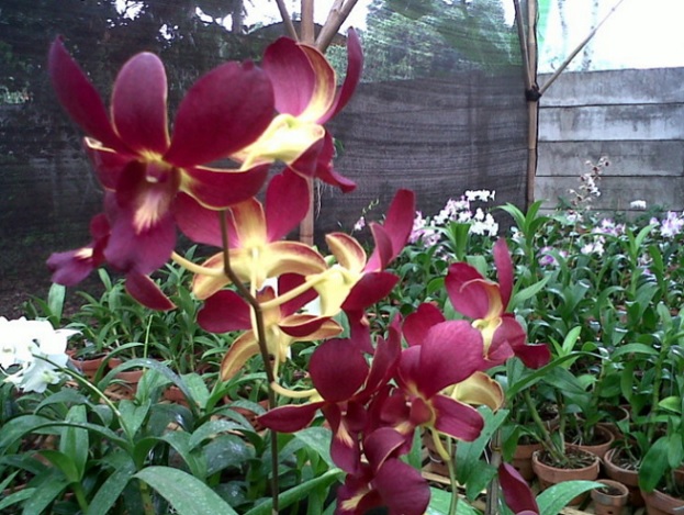 Cara Budidaya Anggrek Yang Benar