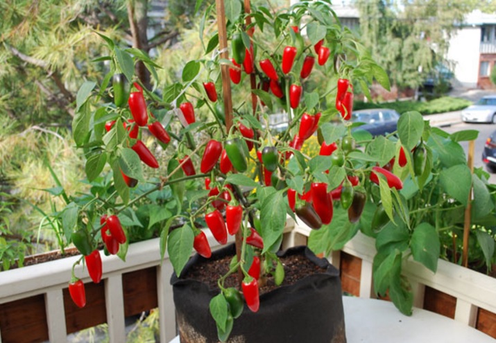 Cara Menanam Cabe Di Polybag Atau Pot