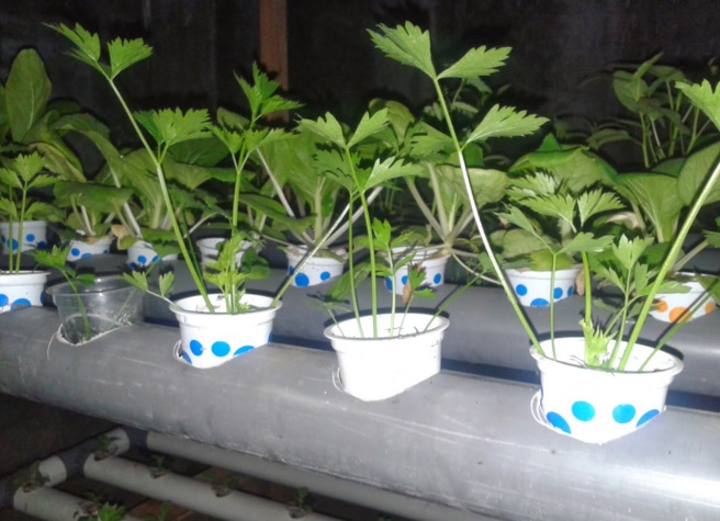 Cara Menanam Daun Seledri Hidroponik