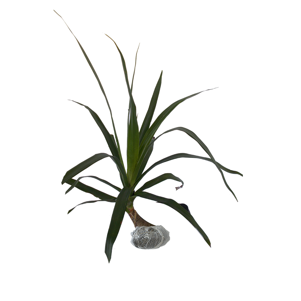 Tanaman Pandan Bali (Cabbage Palm)