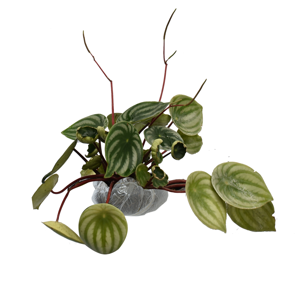 Tanaman Peperomia Argyreia