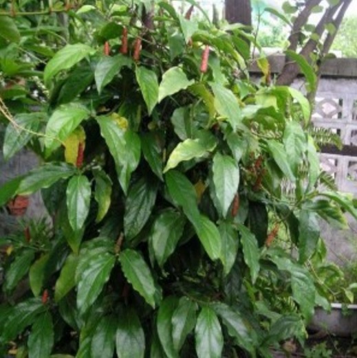 Manfaat Cabe Jamu dan Cara Pengolahannya