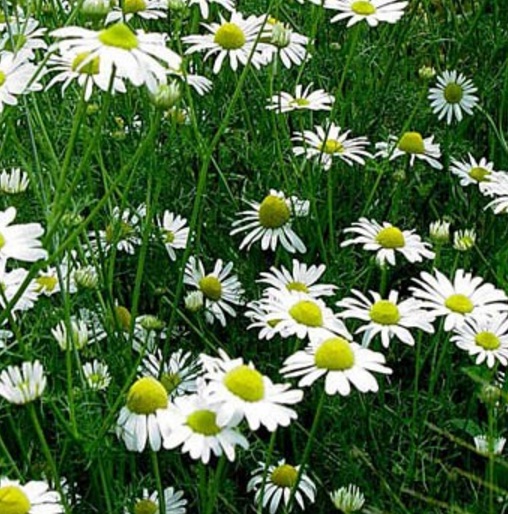 Cara Menanam Bunga Chamomile dari Biji