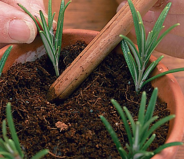 Cara Menanam Rosemary Dari Stek Batang