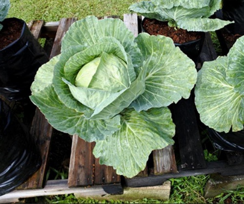 Cara Menanam Kol/Kubis di Pot atau Polybag