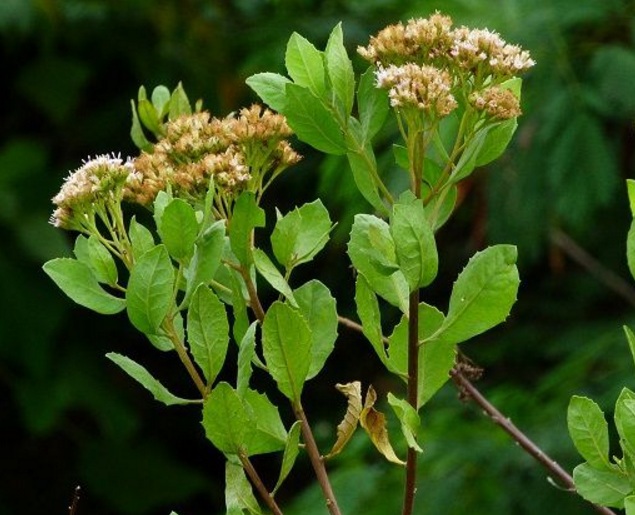 Daftar Tanaman Obat Lengkap Beserta Gambar dan Khasiatnya