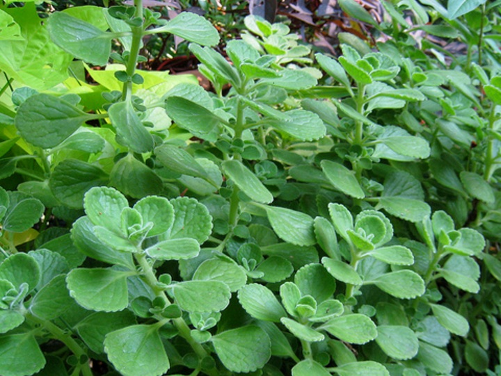 Daftar Tanaman Obat Lengkap Beserta Gambar dan Khasiatnya