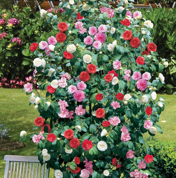 Arti, Makna dan Fakta Bunga Camelia