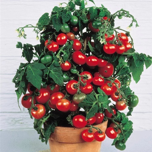 Jual Benih Tomat Cherry Red Robin 10 Biji Non Retail