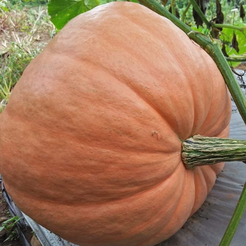 Jual Benih Labu Raksasa Dil S Atlantic Giant Pumpkin 2 Biji Non Retail Bibitbunga Com