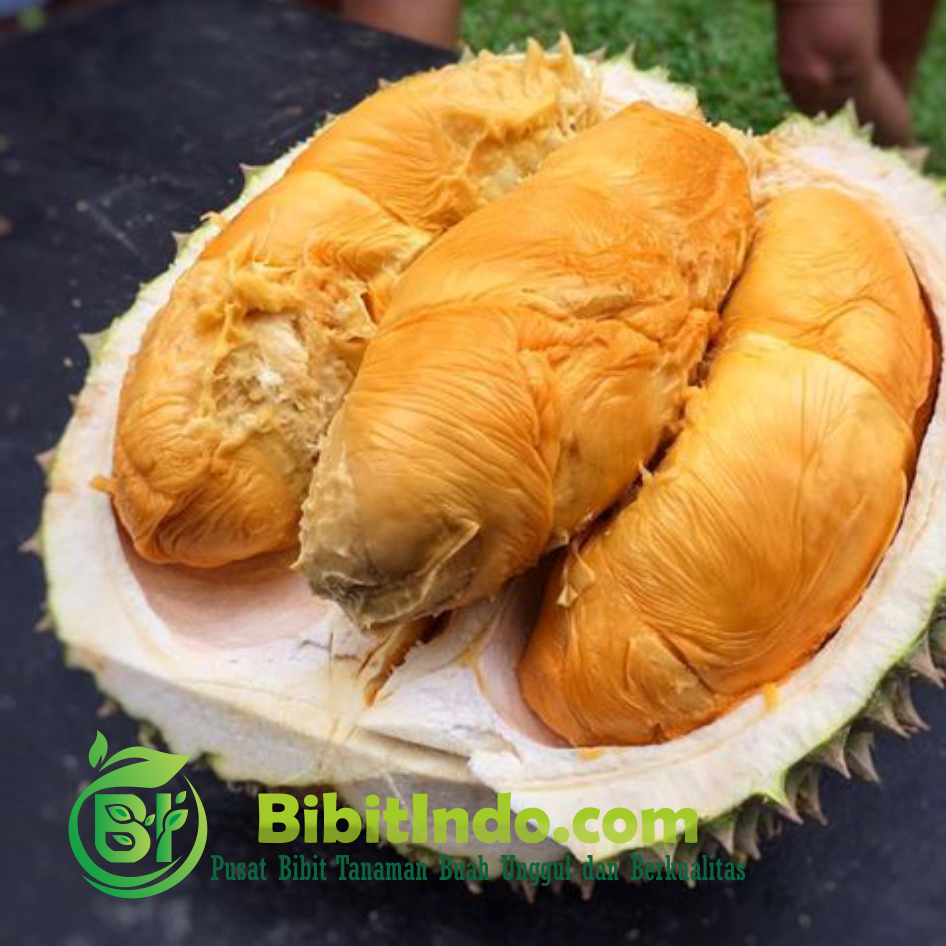 Unduh 670 Koleksi Gambar Durian Duri Hitam Paling Bagus HD