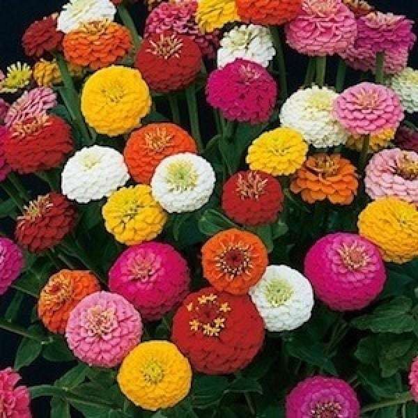 Cara Menanam Bunga Dahlia dari Biji Hingga Berbunga Bibit Online