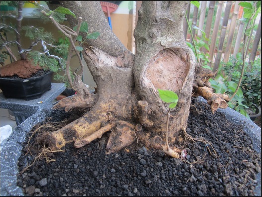 Bonsai Termahal Di Indonesia Bibit Online