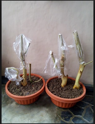 Bonsai Serut Paling Bagus Dan Berbagai Cirinya | Bibit Online