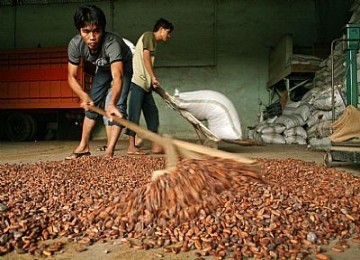 Cara Mengolah Biji Kakao Atau Coklat Sendiri | Bibit Online