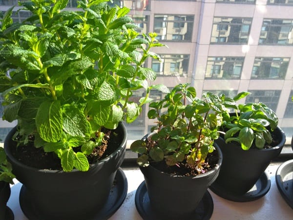 9 Jenis Tanaman Herba yang Bisa Ditanam Dalam Pot dan Cara Menanamnya