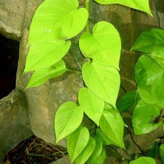 Jual Bibit Unggul Tanaman Sirih Kuning (Betel) Bibit Online