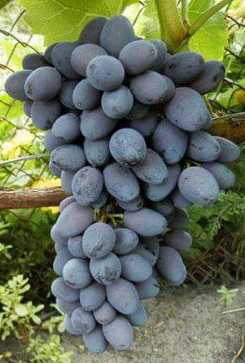 Ide 36+ Hidroponik Buah Anggur