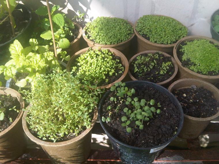 Terbaik Dari Jenis Tumbuhan Apotik Hidup Bunga Hias