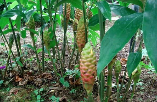 Jenis Tanaman Obat Lengkap (Dari AZ) Beserta Gambar dan Khasiatnya