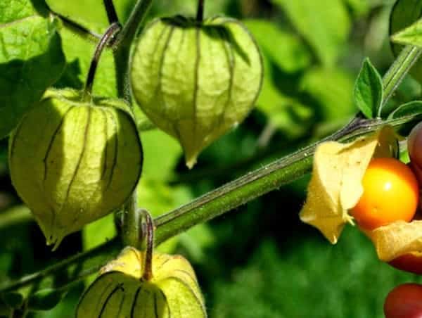 Jenis Tanaman Obat Lengkap (Dari AZ) Beserta Gambar dan Khasiatnya