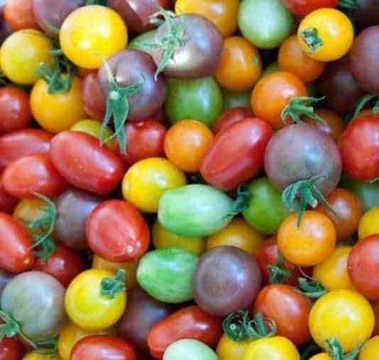 Jual Bibit Unggul Benih Tomat Rainbow Mixed Bibit Online