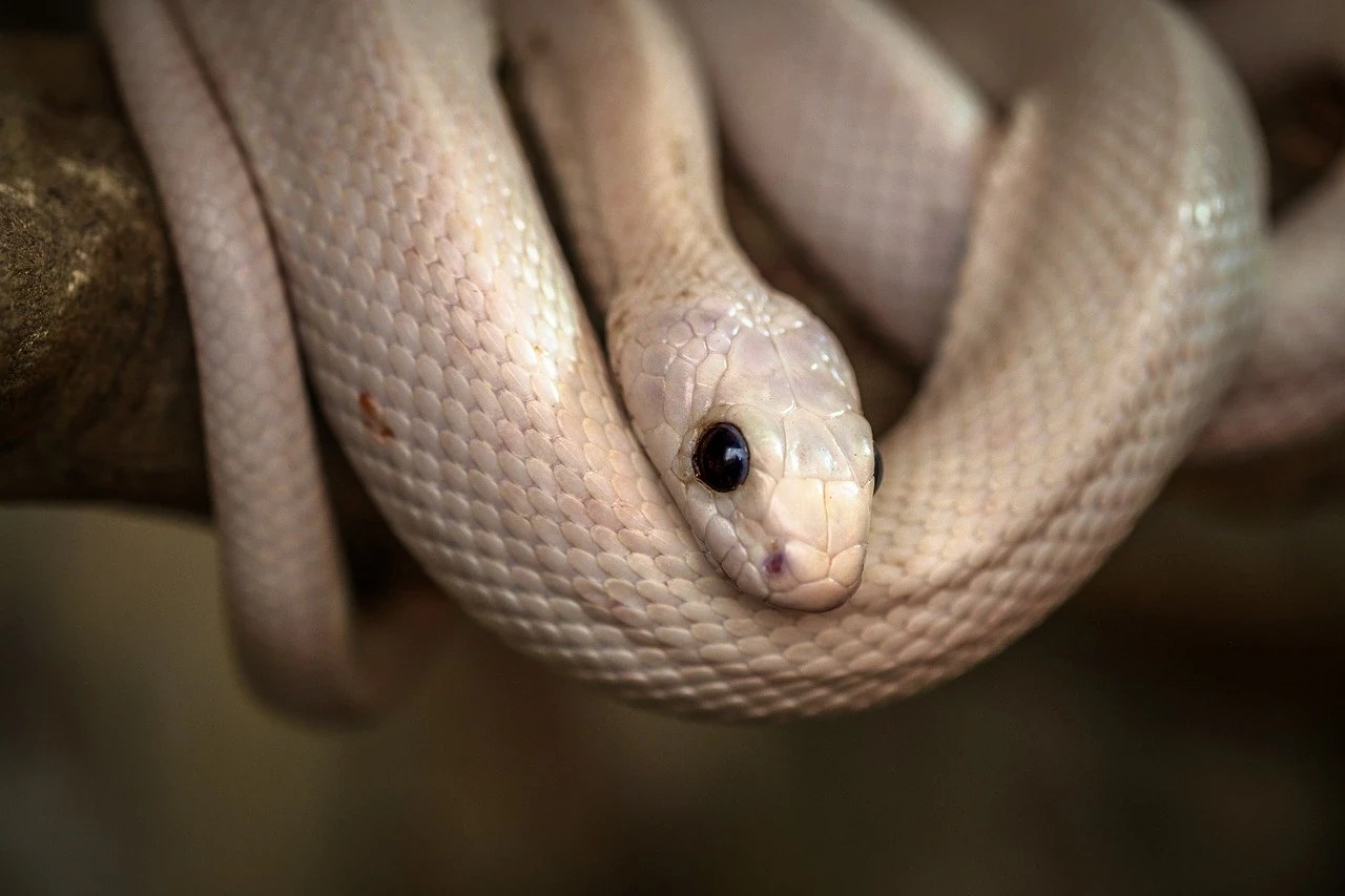 What White Snakes in Dreams Reveal A Biblical Analysis Bible Dreams