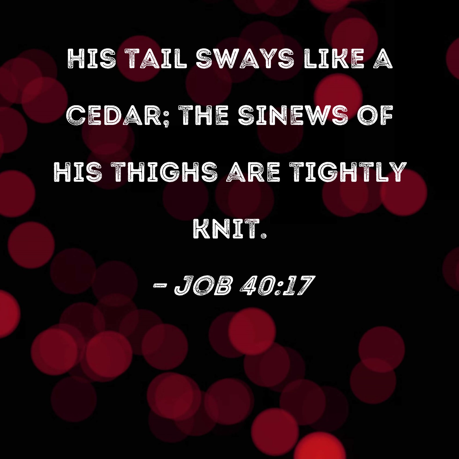 Job 4017 His tail sways like a cedar; the sinews of his thighs are