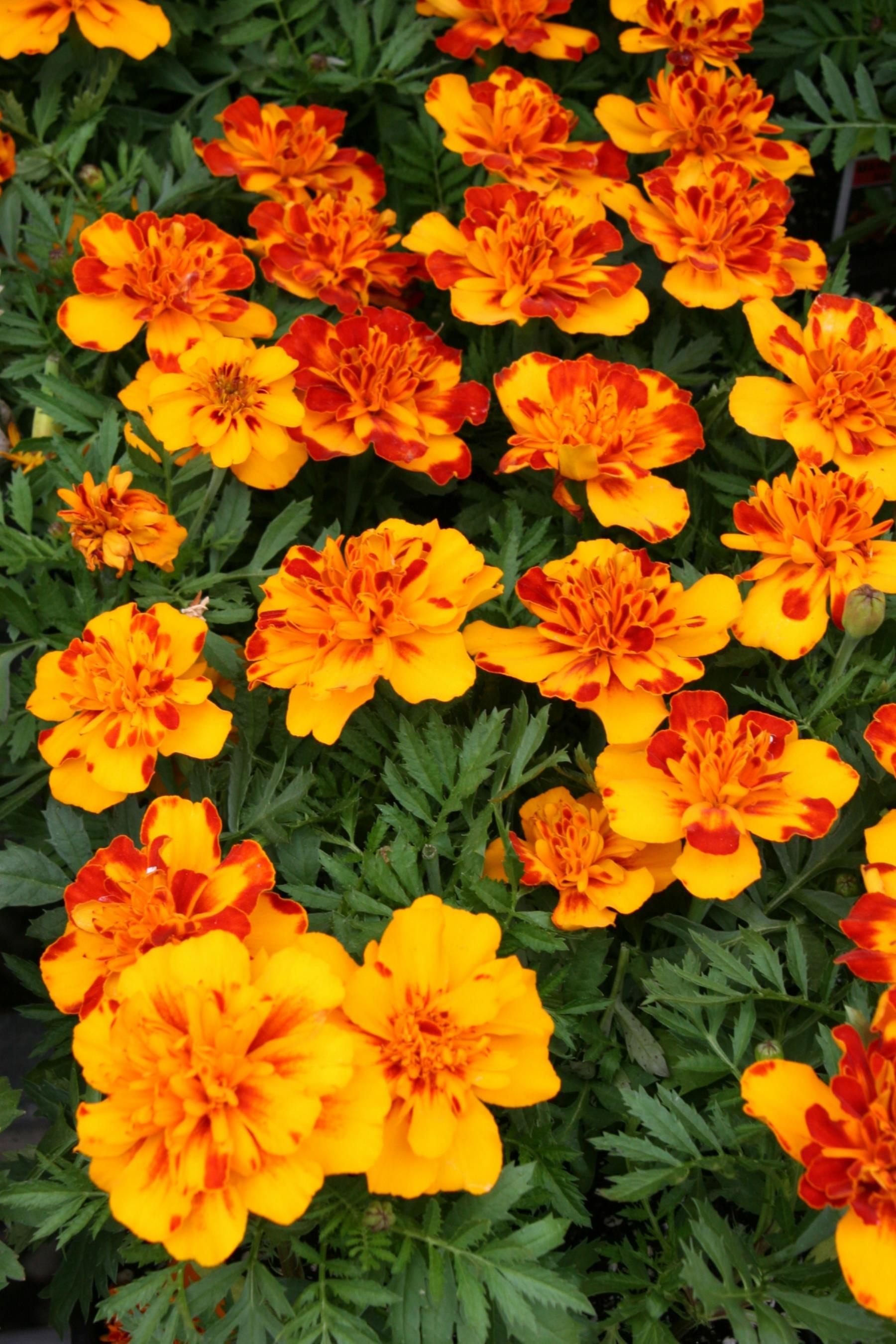 Spring Season Flowers