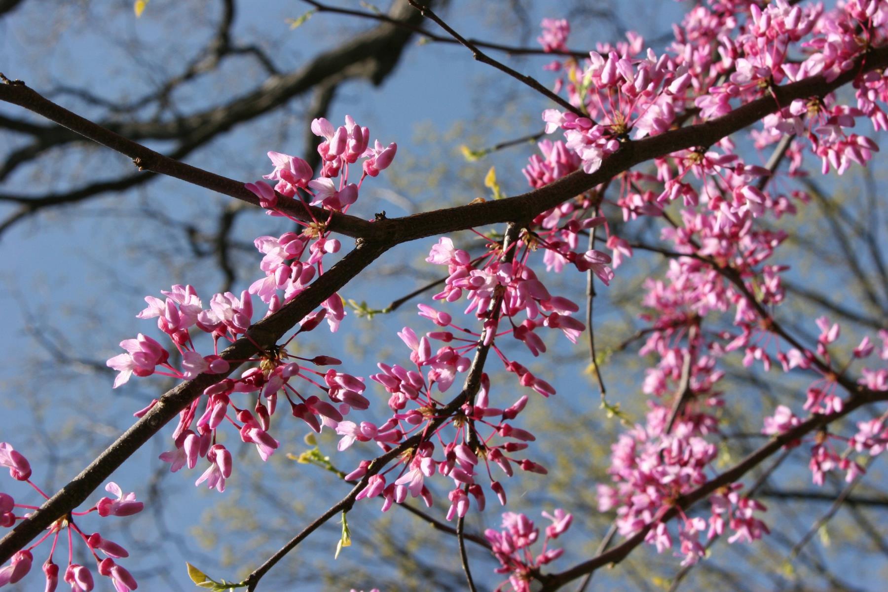Spring Season Flowers