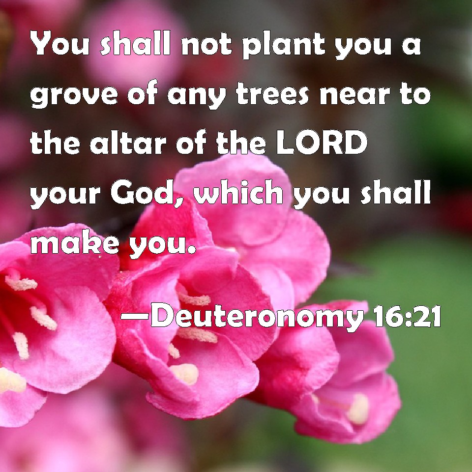 Deuteronomy Christmas Trees Deuteronomy 1621 You shall not plant you a grove of any trees near to