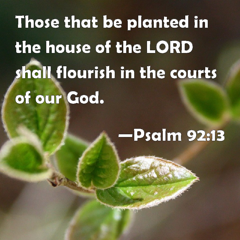 Psalm 9213 Those that be planted in the house of the LORD shall