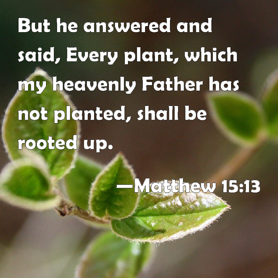 Matthew 1513 But he answered and said, Every plant, which my heavenly