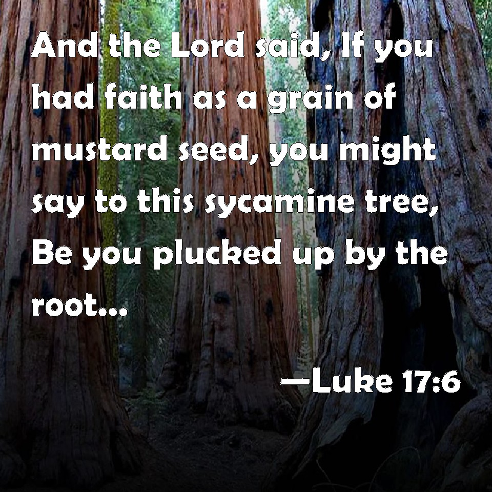 Luke 176 And the Lord said, If you had faith as a grain of mustard