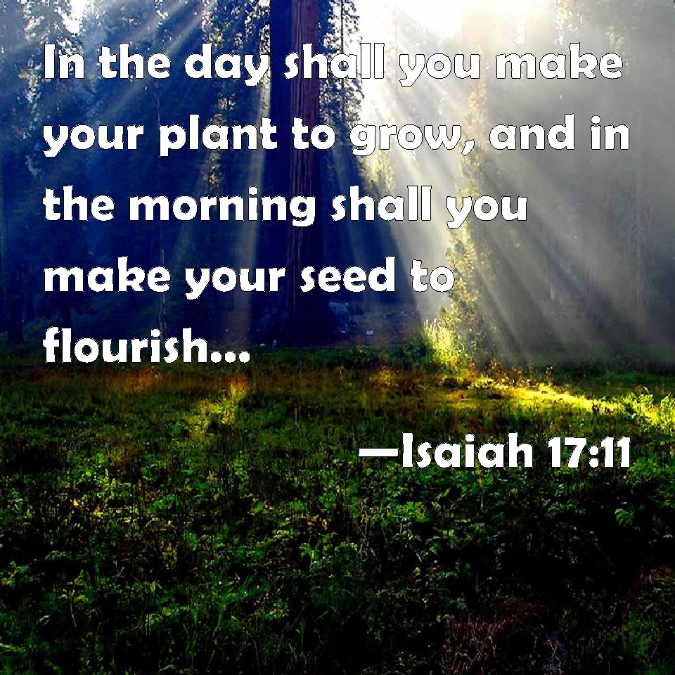 Isaiah 1711 In the day shall you make your plant to grow, and in the morning shall you make