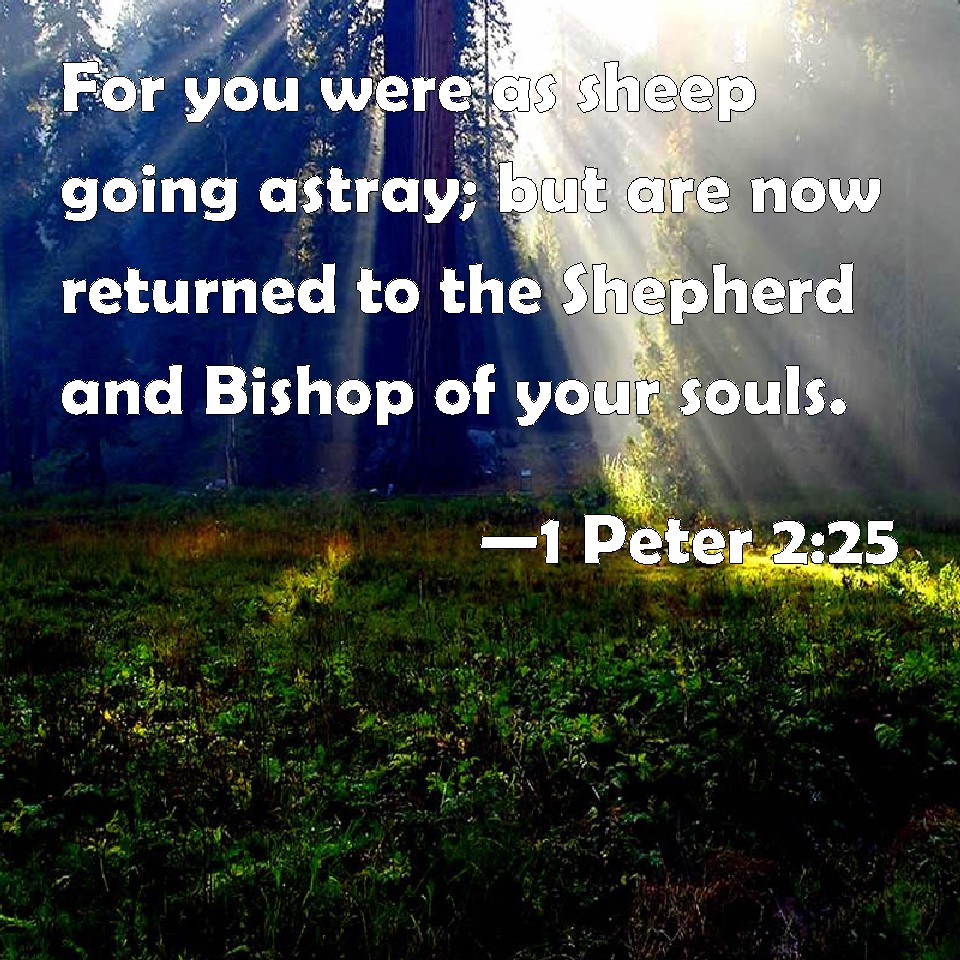 1 Peter 225 For you were as sheep going astray; but are now returned