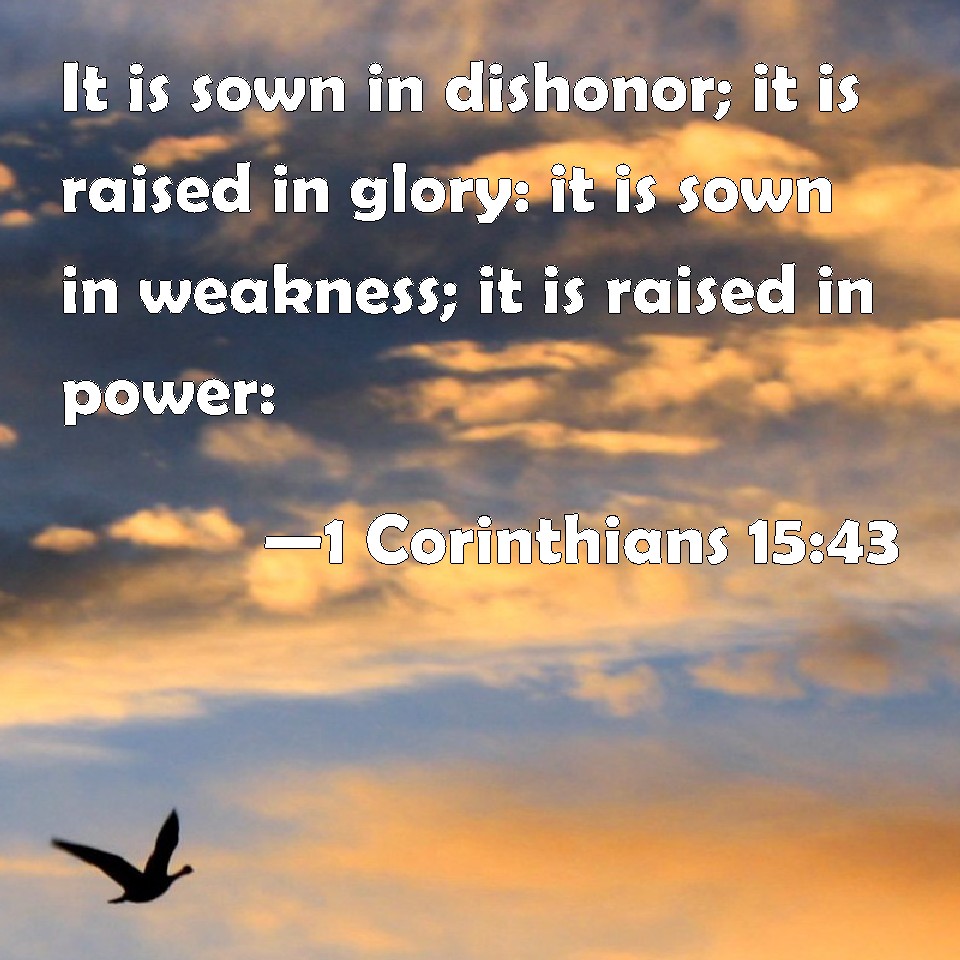 1 Corinthians 1543 It is sown in dishonor; it is raised in glory it