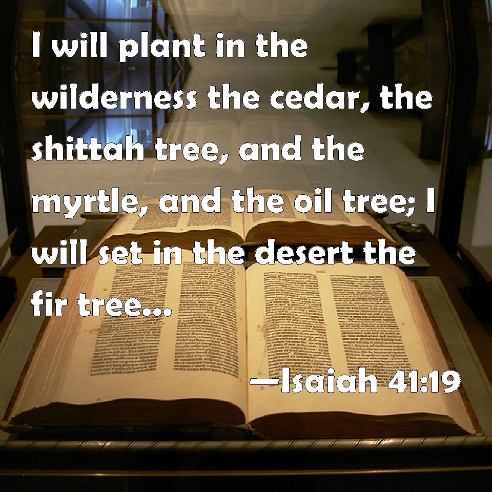 Isaiah 4119 I will plant in the wilderness the cedar, the shittah tree