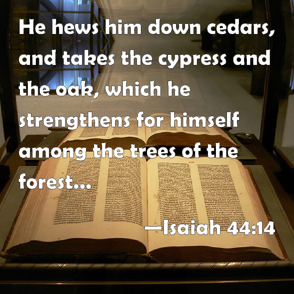Isaiah 4414 He hews him down cedars, and takes the cypress and the oak