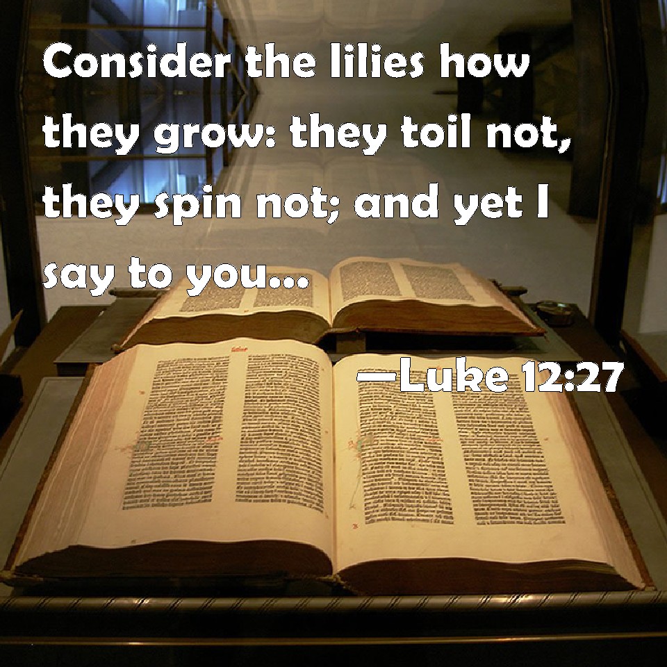 Luke 1227 Consider the lilies how they grow they toil not, they spin
