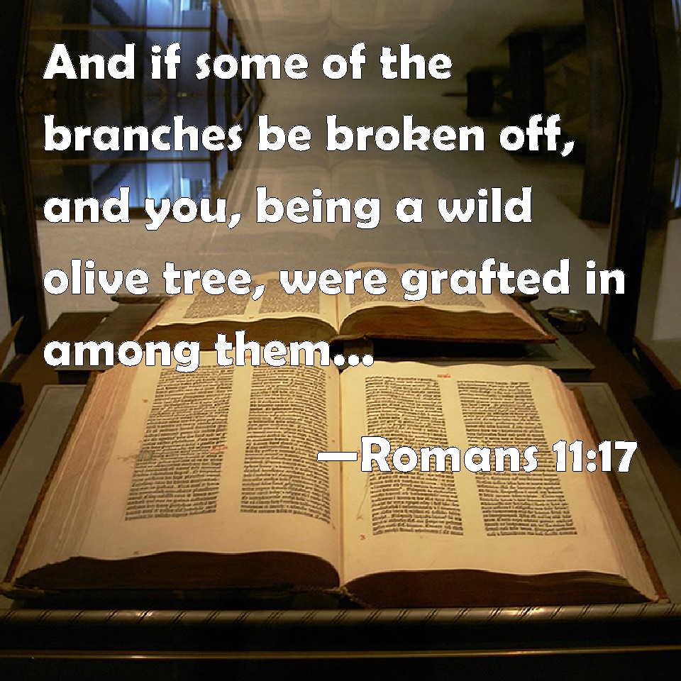 Romans 1117 And if some of the branches be broken off, and you, being
