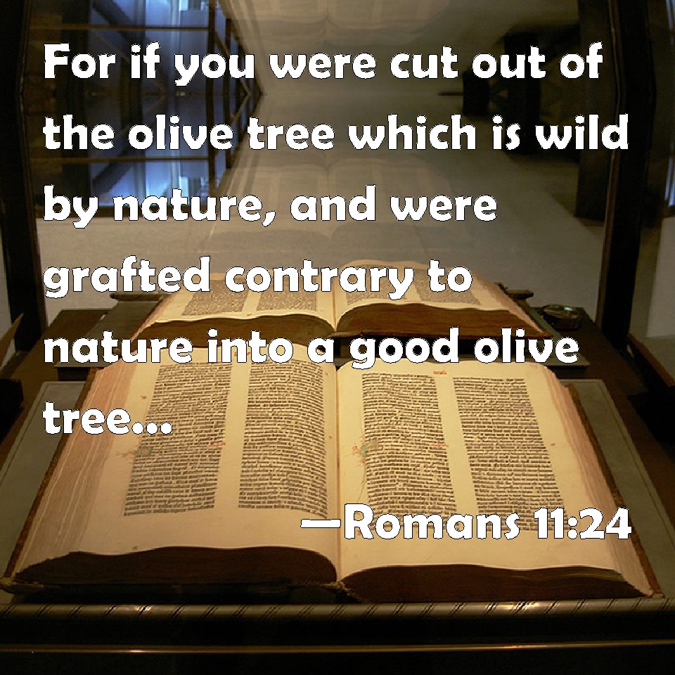 Romans 1124 For if you were cut out of the olive tree which is wild by