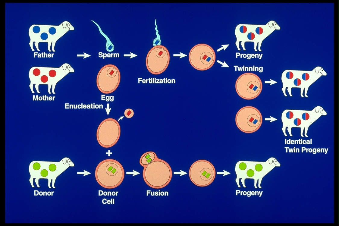 Biosynapse Cloning 4CE